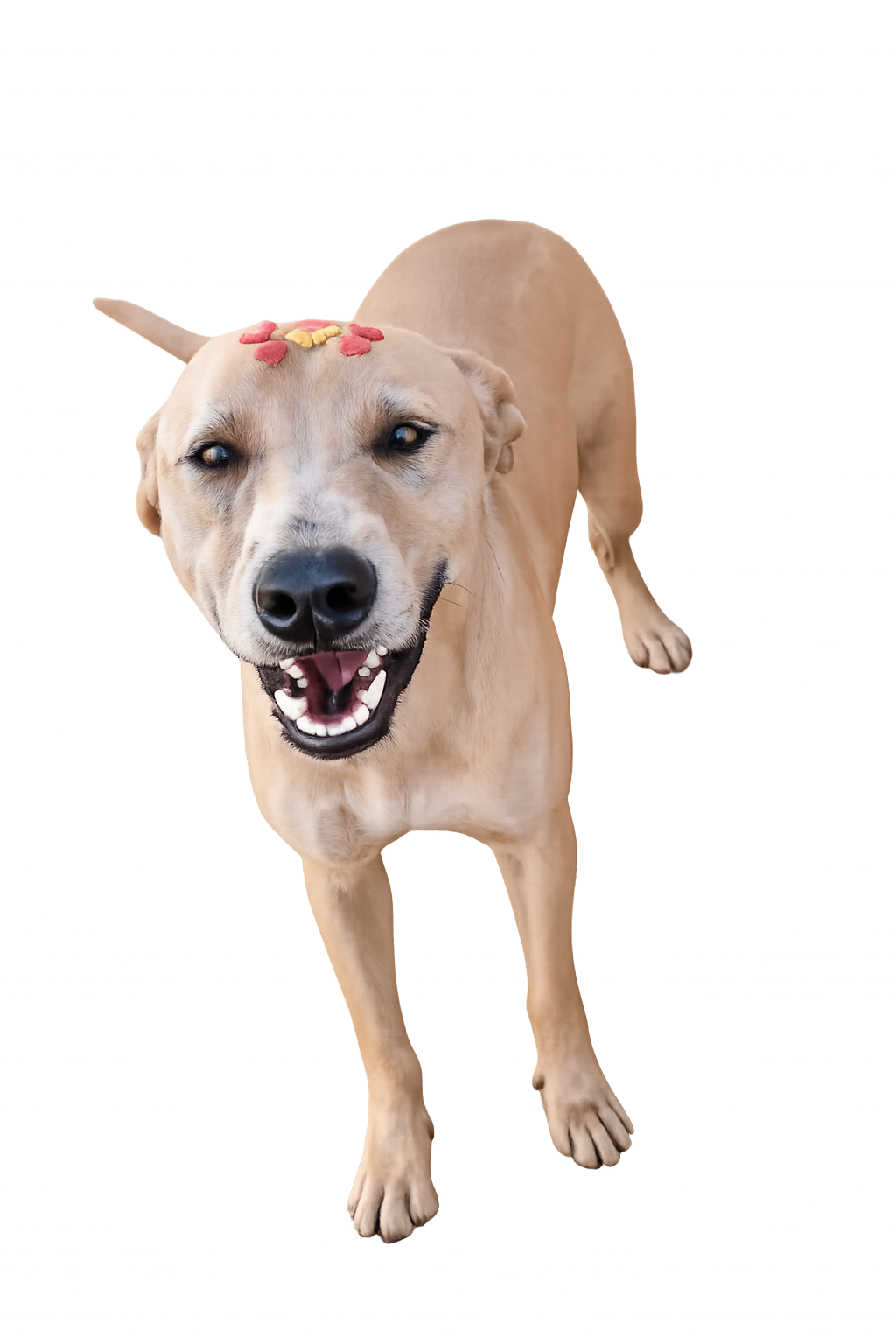 Zeus